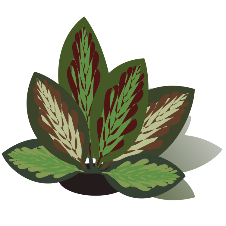 Herb,Plant,Leaf