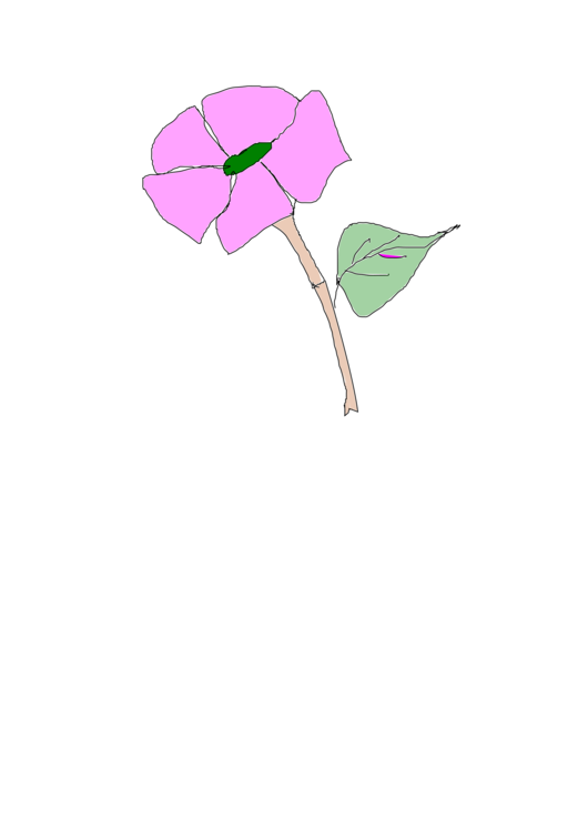 Pink,Plant,Flower