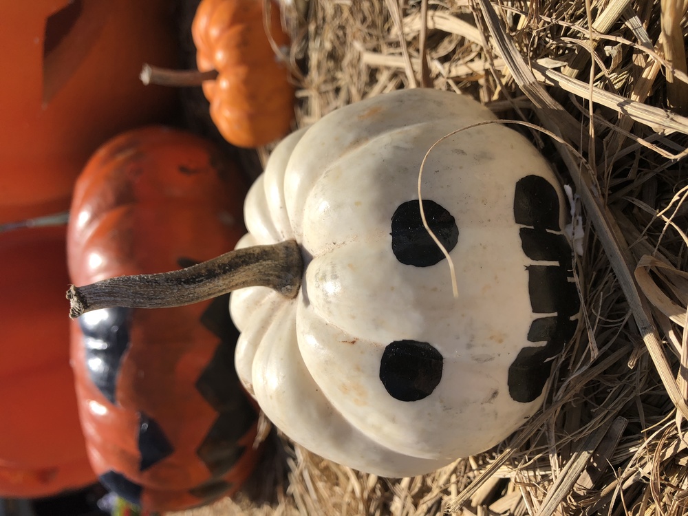 Gourd,Cucurbita,Halloween