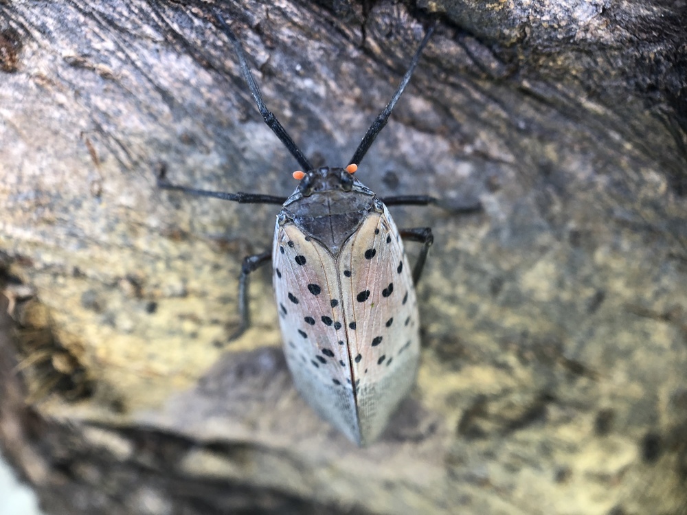 Wildlife,Moth,Macro Photography