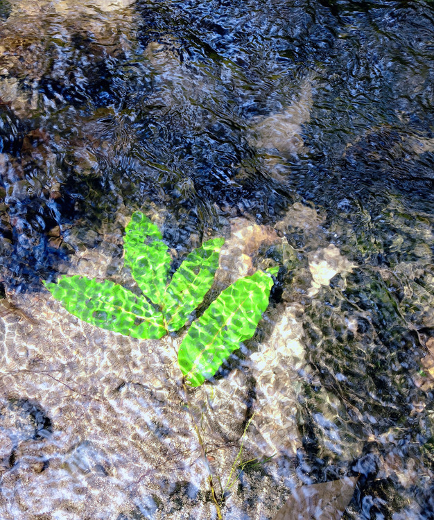 Leaf,Geology,Tide Pool