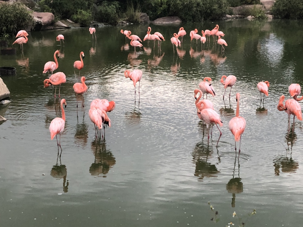 Flamingo,Water Bird,Reflection
