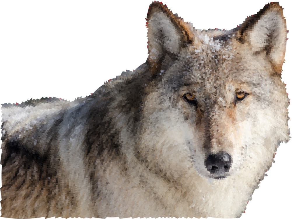 Canis Lupus Tundrarum,Wildlife,Fur