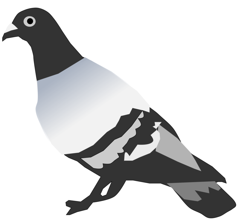 Pigeons And Doves,Rock Dove,Bird