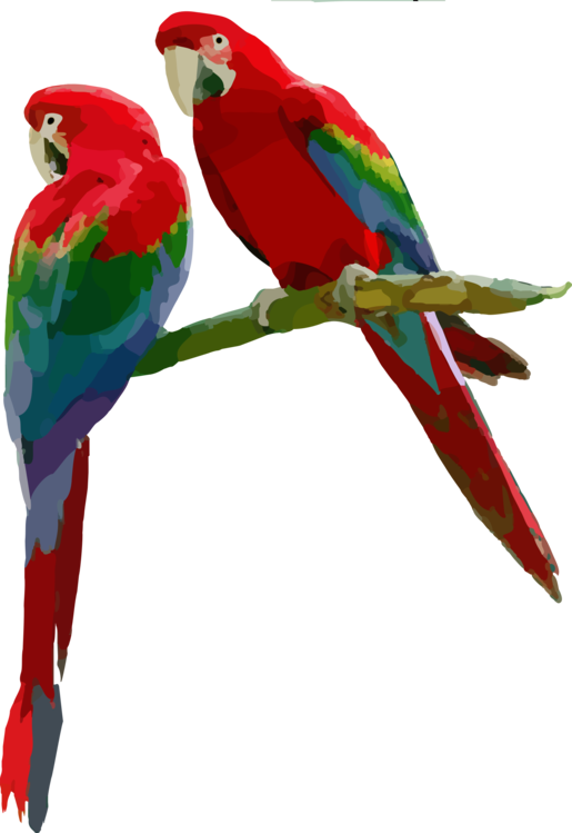 Macaw,Parrot,Budgie