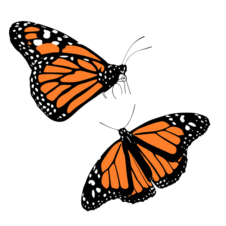 Free Free 141 Butterfly Side View Svg SVG PNG EPS DXF File