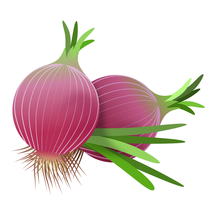 Plant,Onion,Shallot