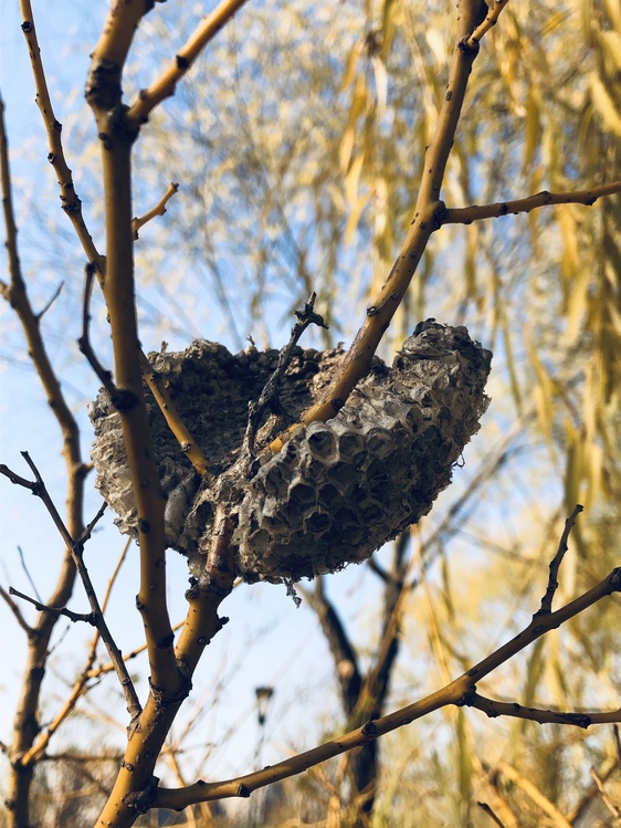Wildlife,Nest,Tree