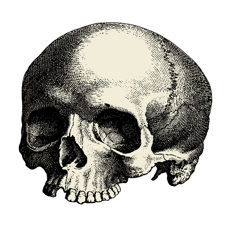 Head,Art,Skull
