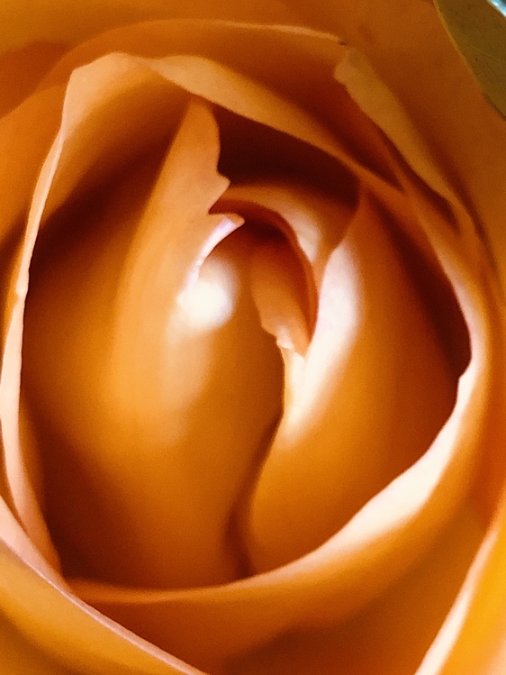 Closeup,Flower,Rose Family