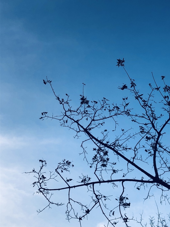 Blue,Plant,Sky
