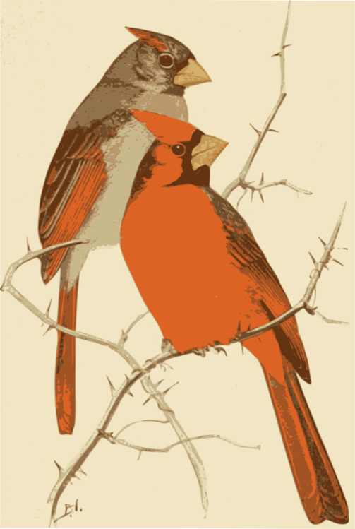 Perching Bird,Wildlife,European Robin