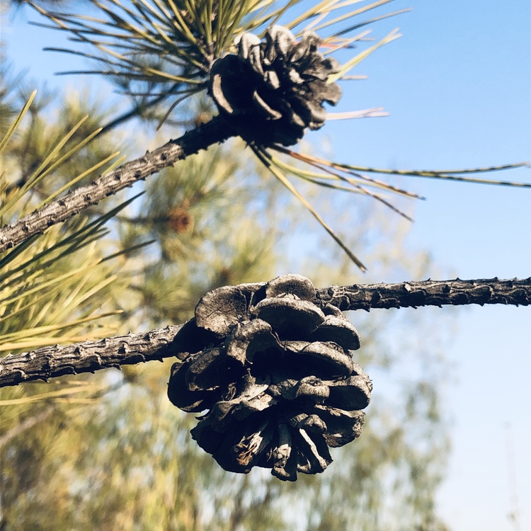 Pine Family,Red Pine,Conifer Cone
