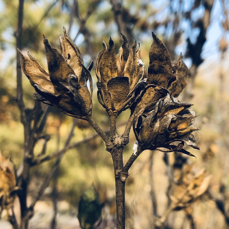 American Larch,Broomrape,Plant