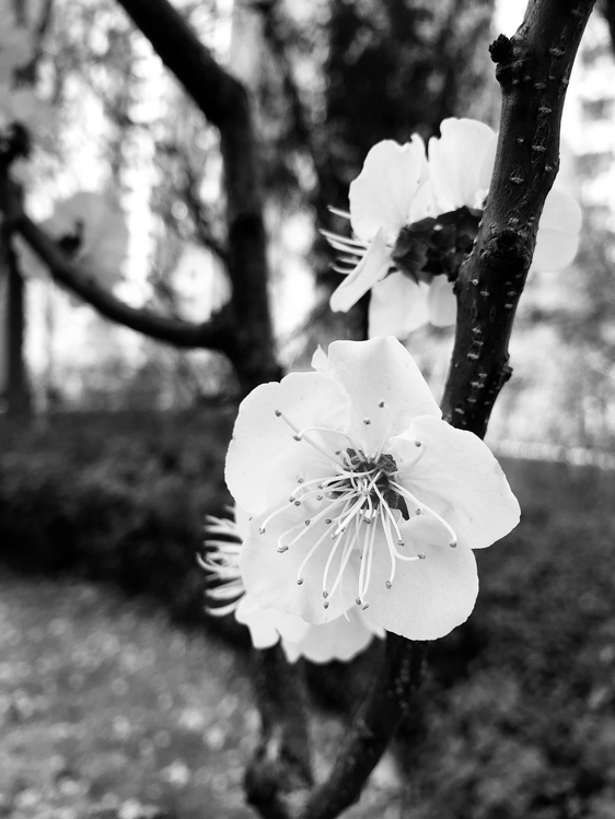 Style,Flower,Prunus