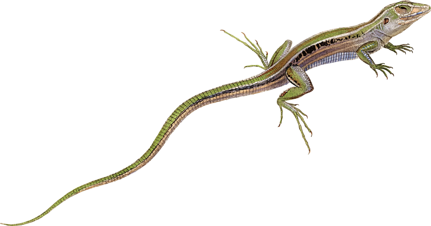 Western Alligator Lizard,Reptile,Whiptail Lizard