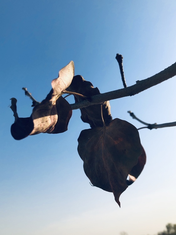 Tree,Sky,Flip Acrobatic