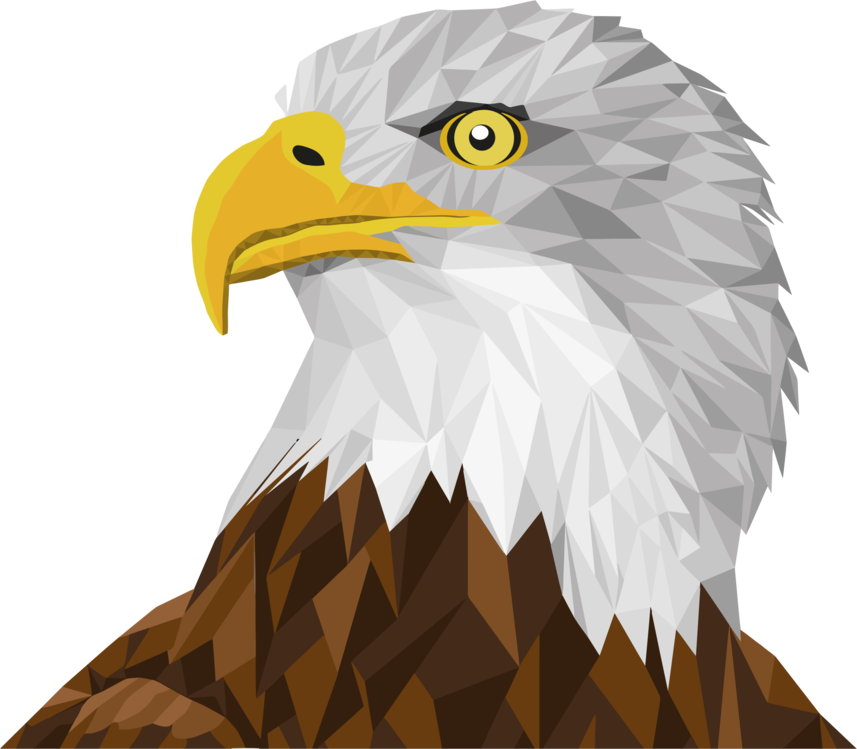 Bald Eagle,Accipitridae,Falconiformes