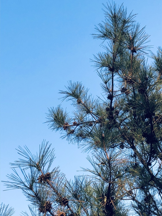 Fir,Pine Family,Colorado Spruce