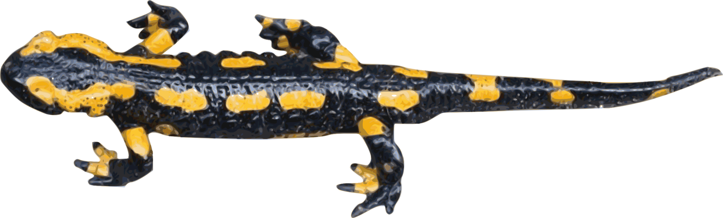 Salamandra,Spotted Salamander,Salamander