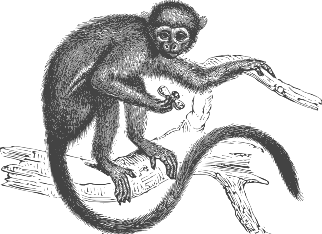 Drawing,Spider Monkey,Primate