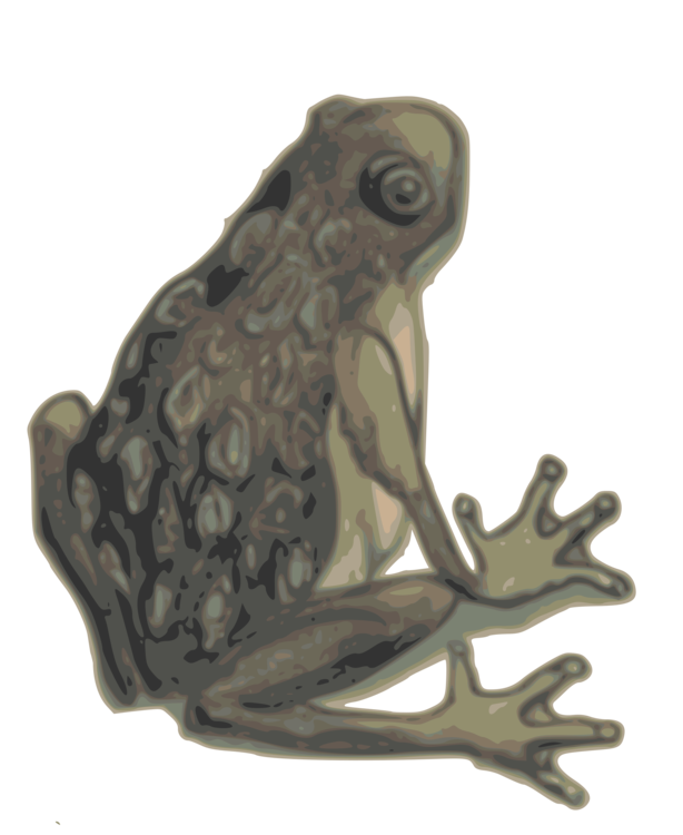 Bufo,Toad,True Frog