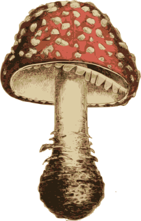 Medicinal Mushroom,Mushroom,Agaric