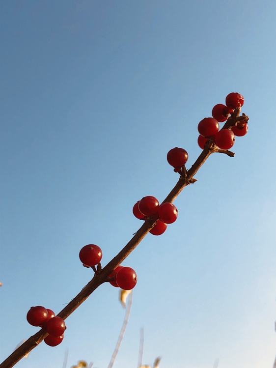 Plant,Flower,Ilex Verticillataamerican Winterberry