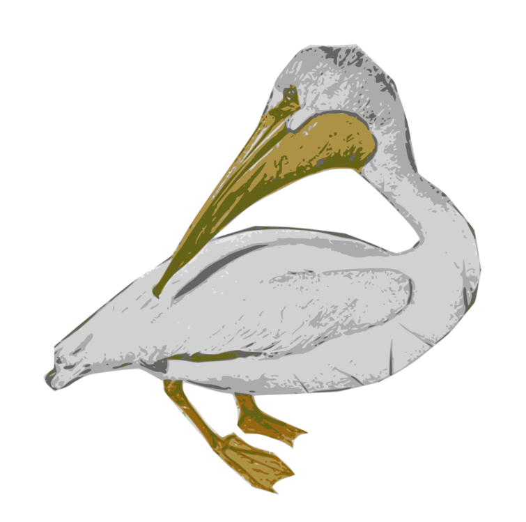 Pelican,Plant,Pelecaniformes
