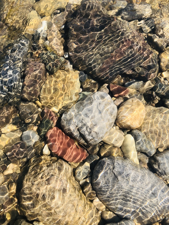 Turtle,Geology,Rock
