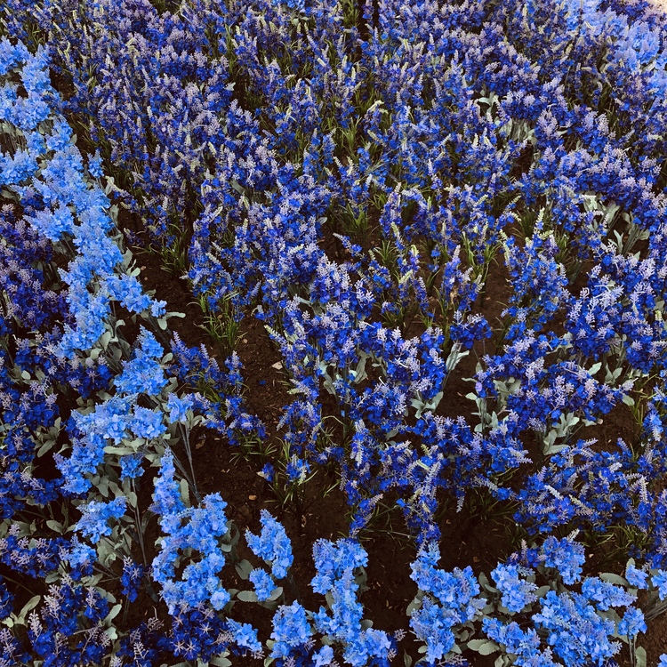 Blue,Nepeta,Flower