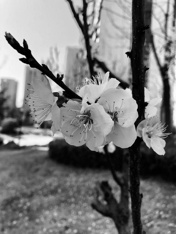 Stock Photography,Flower,Blossom