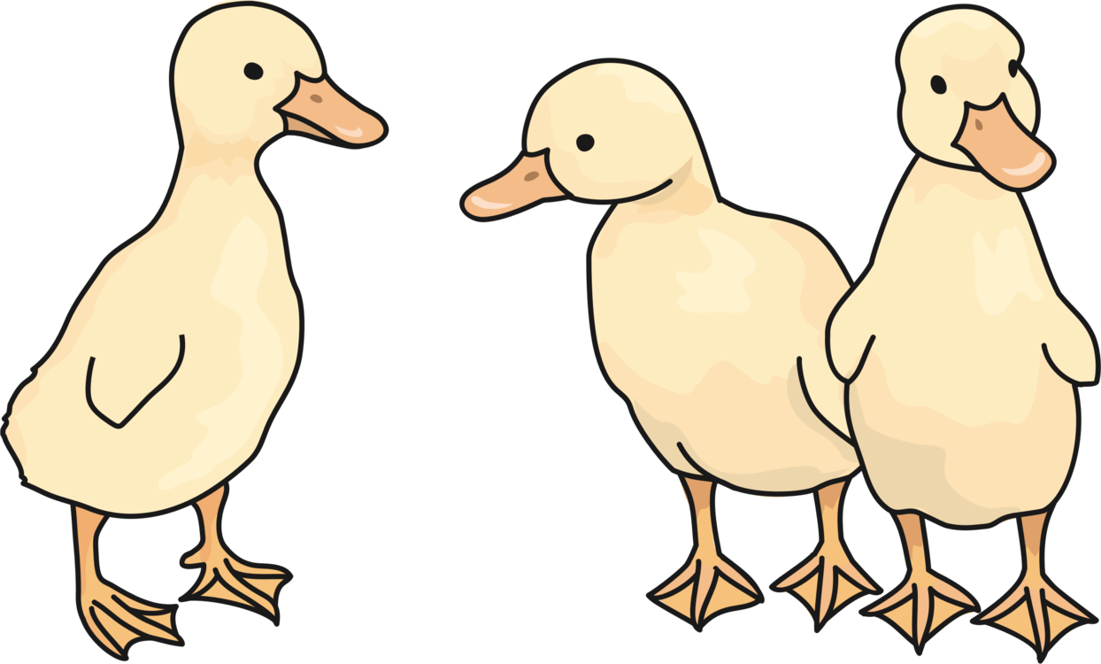 Wildlife,Ducks Geese And Swans,American Black Duck