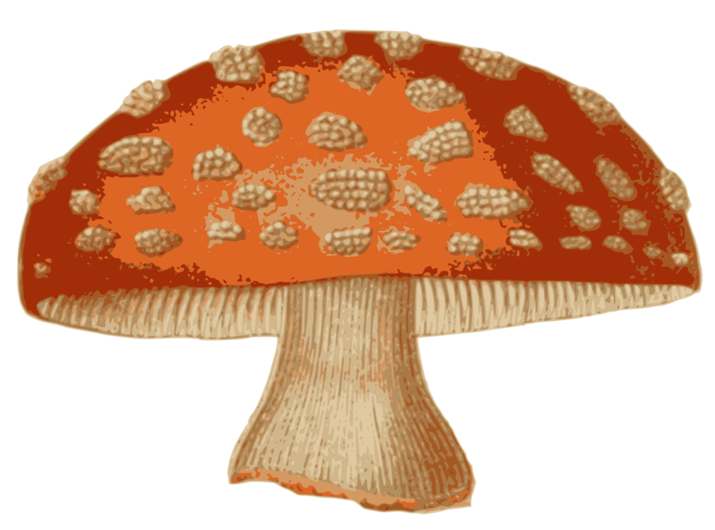 Mushroom,Agaric,Cap