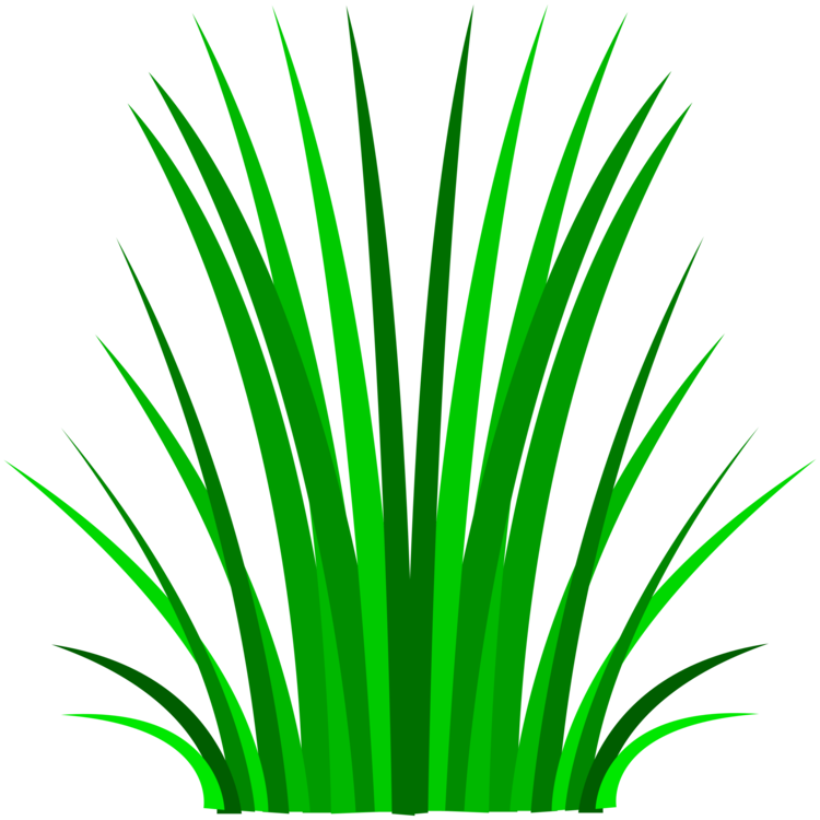 Plant,Leaf,Arecales