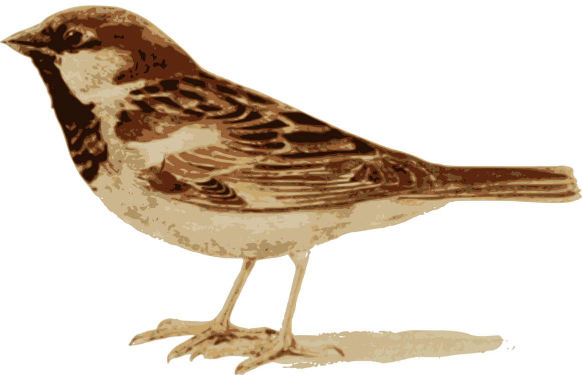 Perching Bird,Ruddy Turnstone,Sparrow