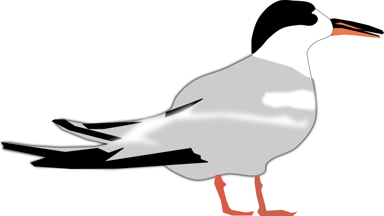 Tern,European Herring Gull,Gull