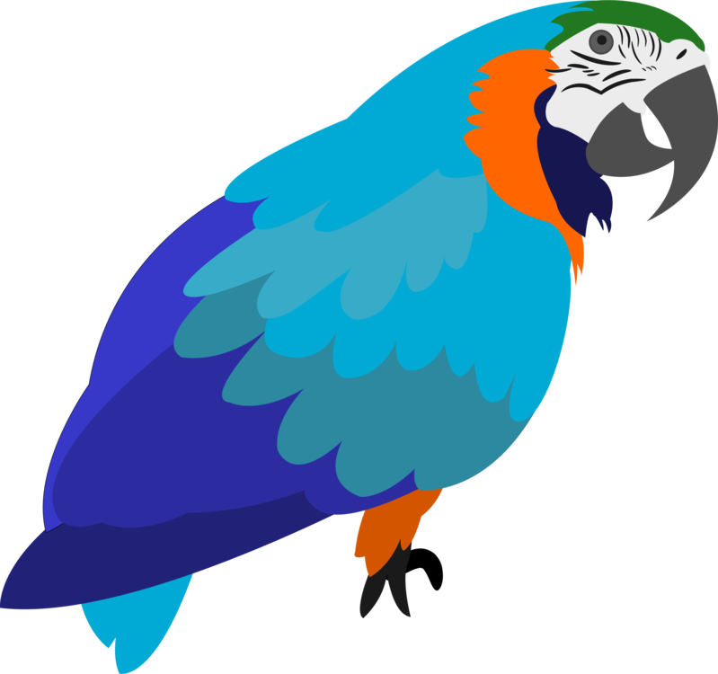 Macawparrotlorikeet Png Clipart Royalty Free Svg Png