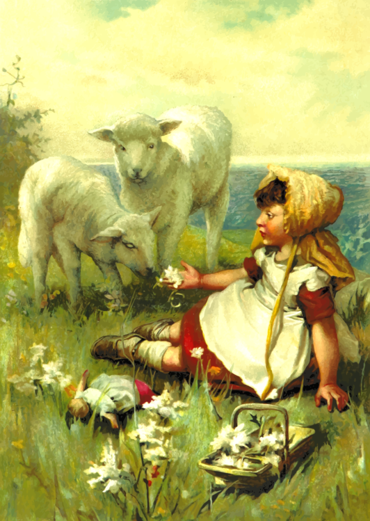 Sheep,Fawn,Art