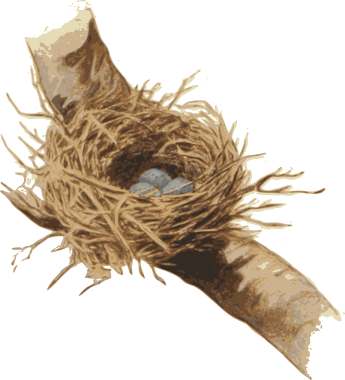 Nest,Bird Nest,Plant