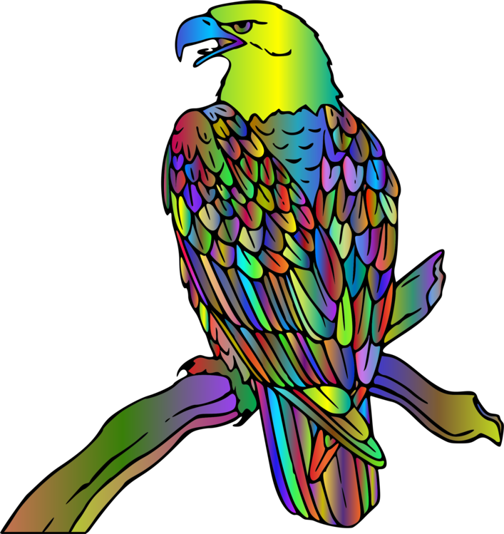 Falconiformes,Parrot,Budgie