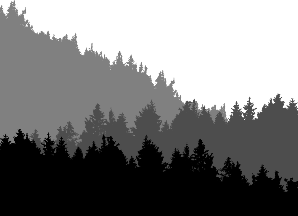 Tree line. Очертания леса. Лес силуэт. Лес на белом фоне. Черный контур леса.