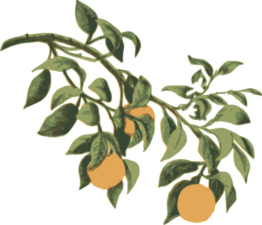 Osage-orange tree drawing