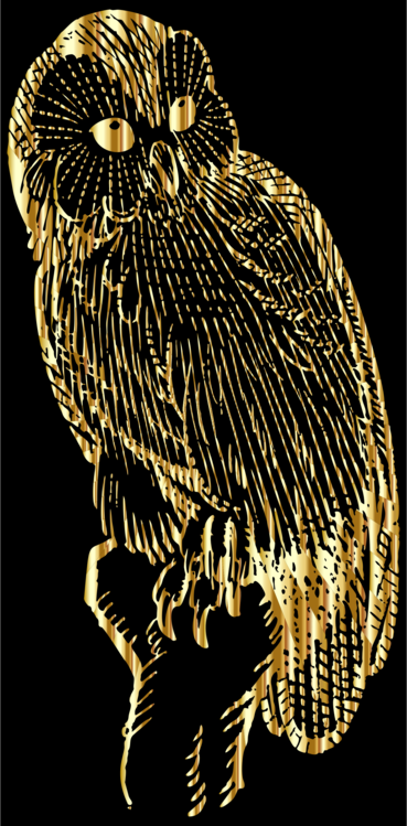 Peregrine Falcon,Wildlife,Falconiformes