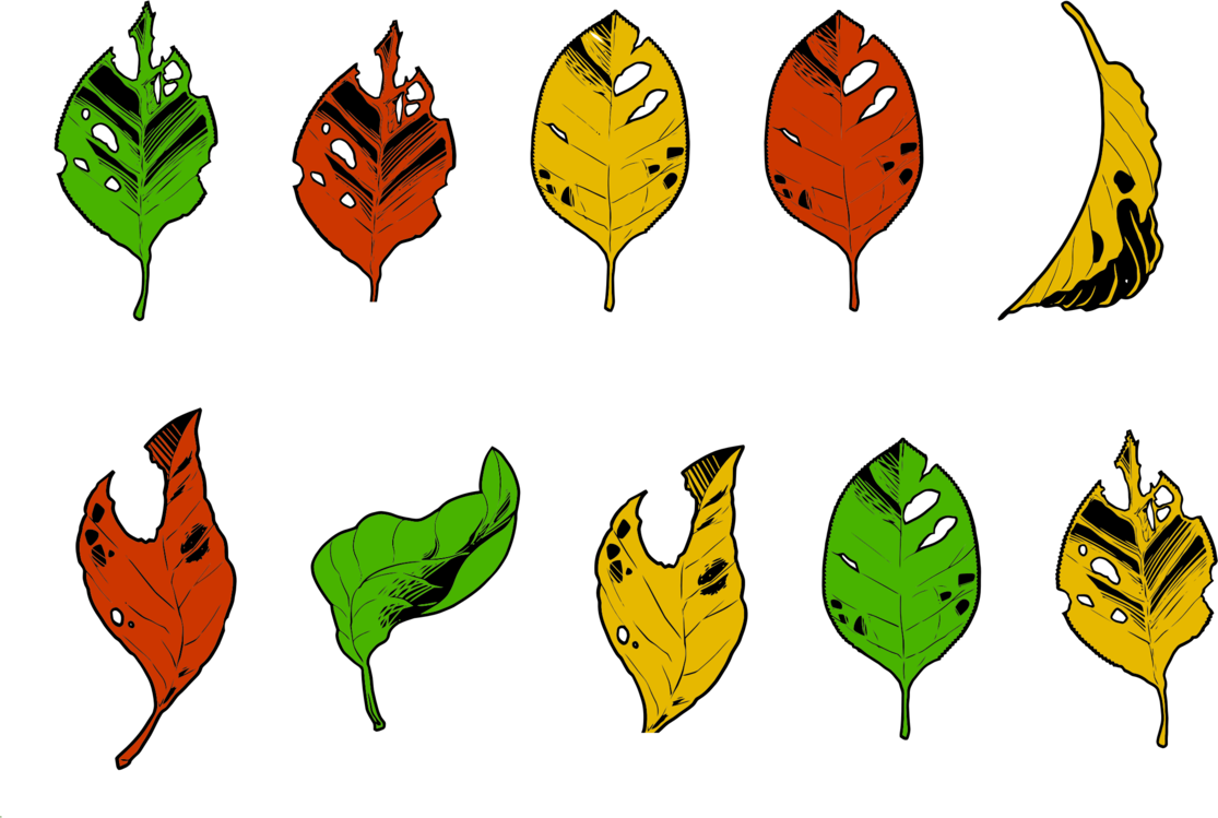 Botany,Plant,Leaf