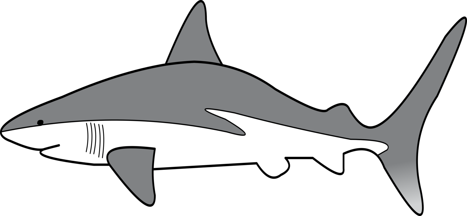 Carcharhiniformes,Tail,Killer Whale