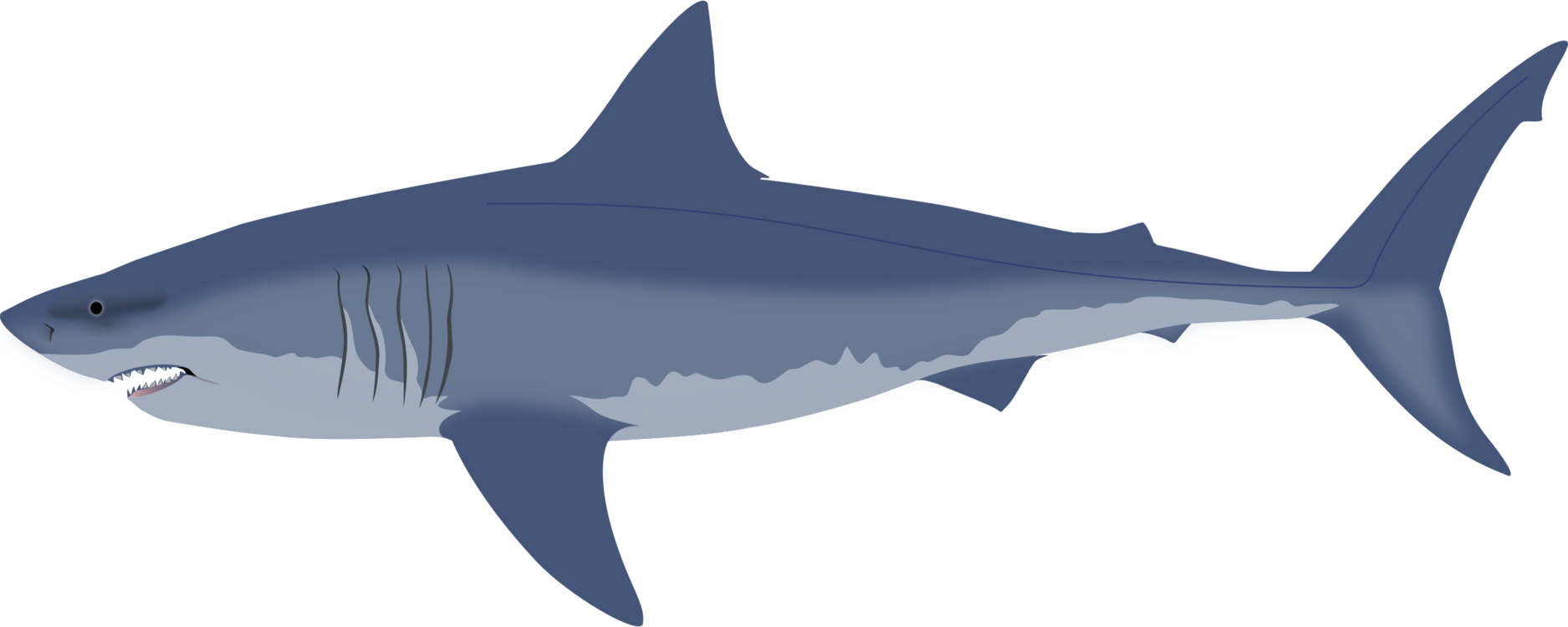 Lamnidae,Shark,Carcharhiniformes