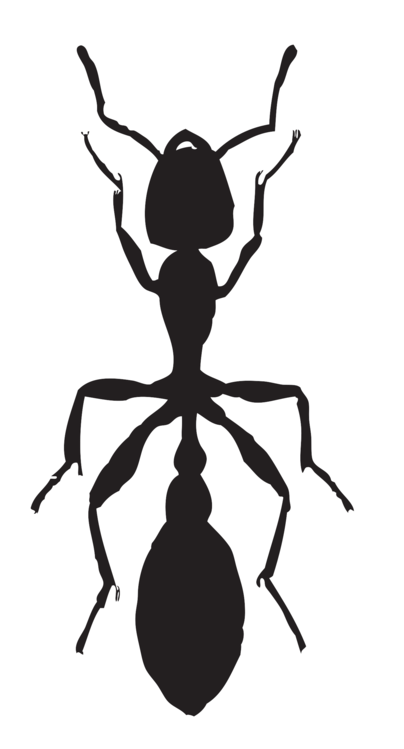 Arthropod,Termite,Invertebrate