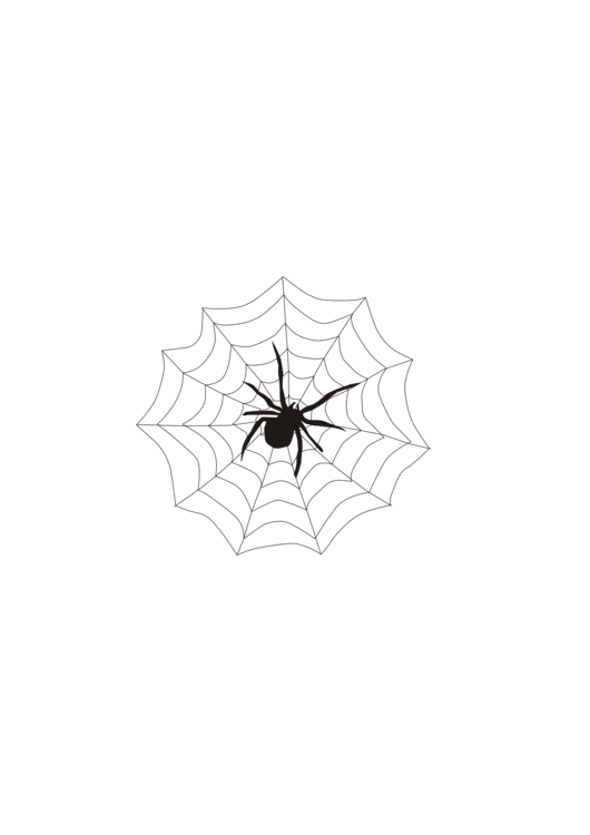 Spider Web,Blackandwhite,Spider