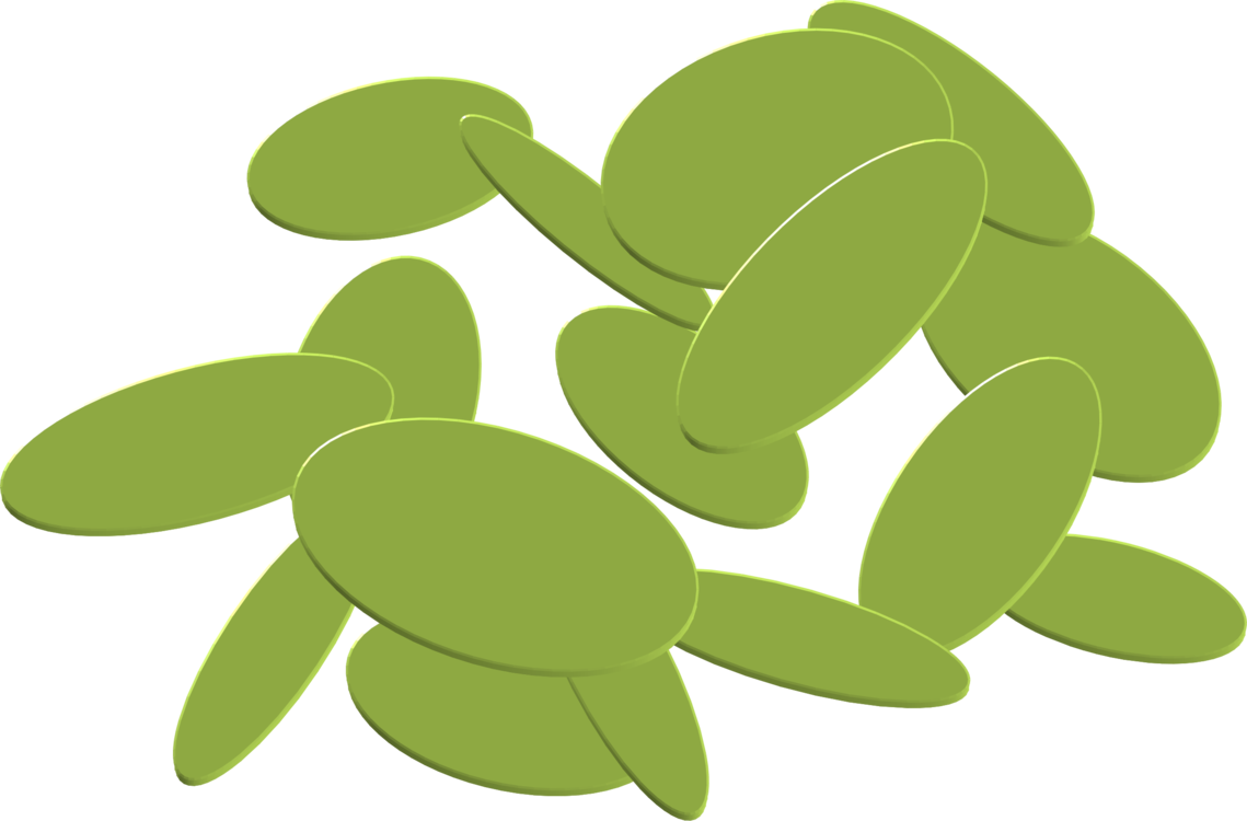 Turtle,Plant,Leaf